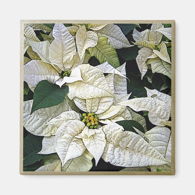 White Pointsetta Magnet (Framsidan)