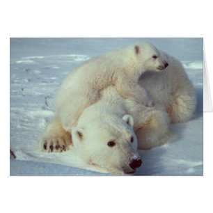 White Polar Bear-familjen Hälsningskort