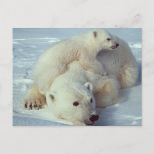 White Polar Bear-familjen Vykort