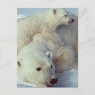 White Polar Bear-familjen Vykort