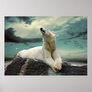 White Polar Bear Hunter på sten Poster