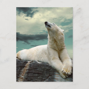 White Polar Bear Hunter på sten Vykort