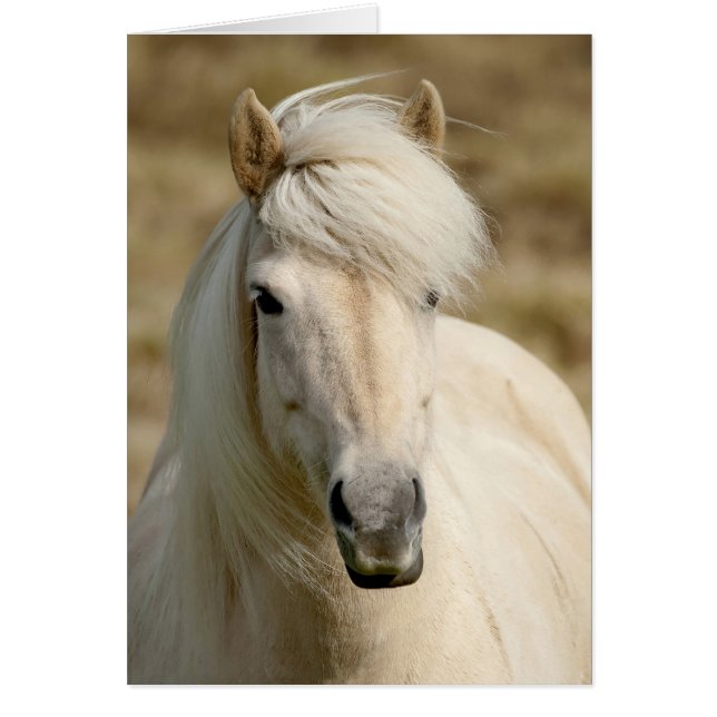 White Pony Hälsningskort (Framsidan)