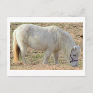 White Pony Vykort