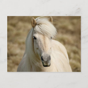 White Pony Vykort