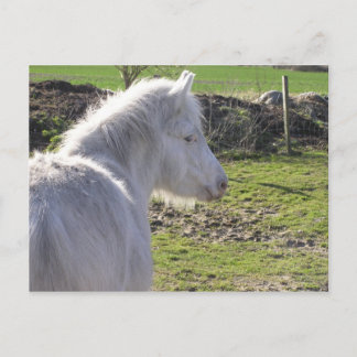 White Pony-vykort Vykort
