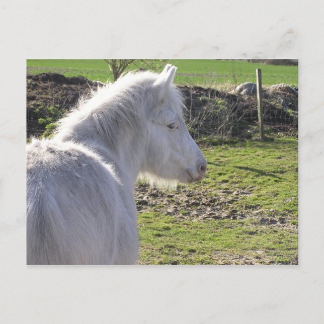 White Pony-vykort Vykort (Framsida)