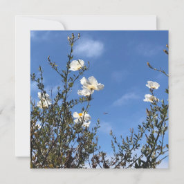White Poppies Against the Sky Greeting Card Inbjudningar