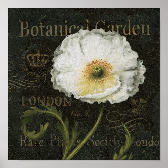 White Poppy Blommar Poster (Framsidan)