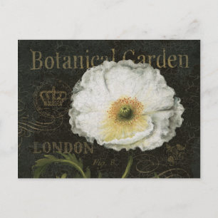 White Poppy Blommar Vykort