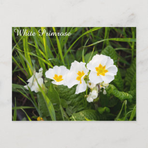 White Primrose Vykort