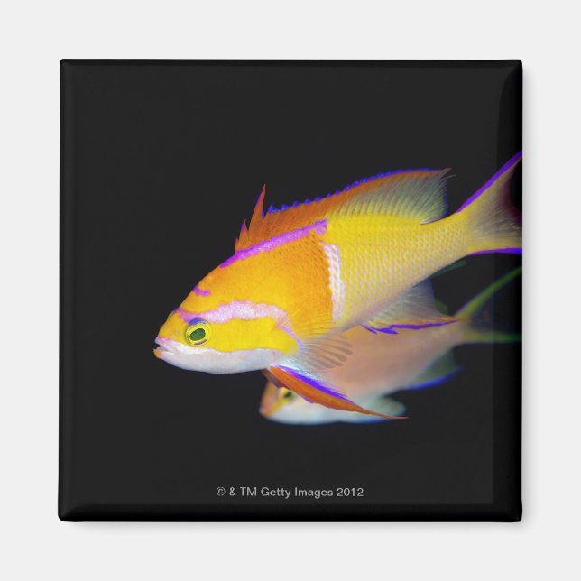 White Pub Anthias Magnet (Framsidan)