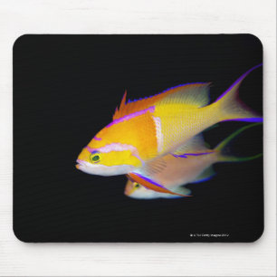 White Pub Anthias Musmatta