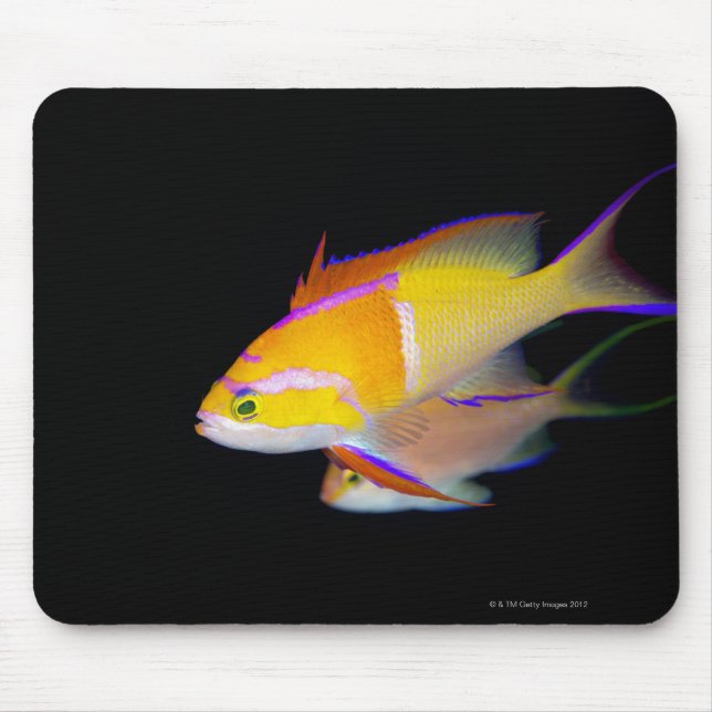 White Pub Anthias Musmatta (Framsidan)