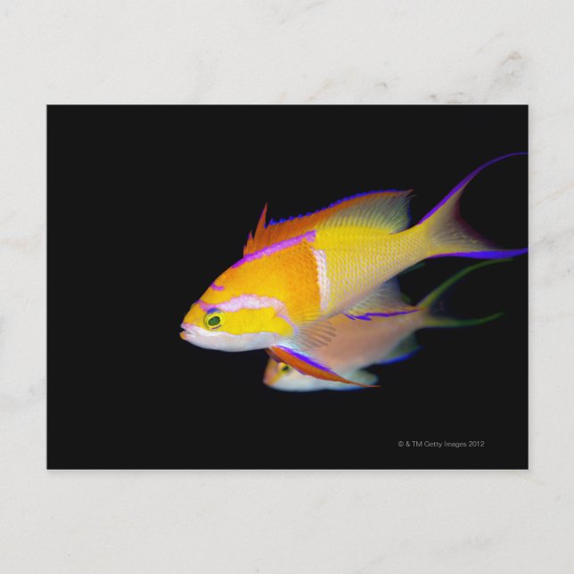 White Pub Anthias Vykort (Framsida)