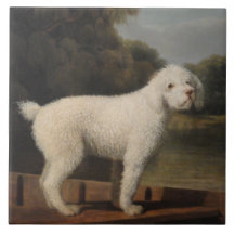 White Pudel i fitta (av George Stubbs)