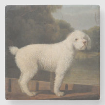 White Pudel i fitta (av George Stubbs)