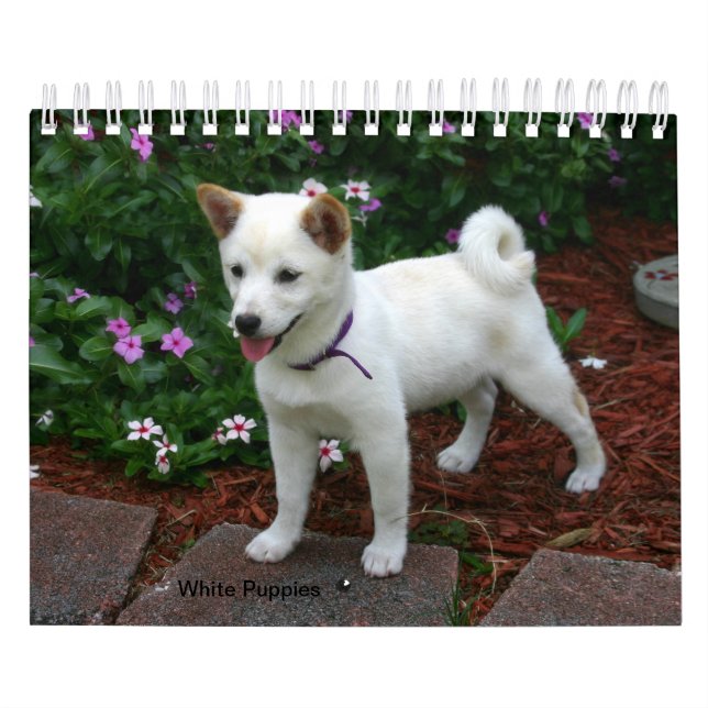 White Puppies Kalender (Omslag)