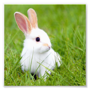 White Rabbit Fototryck