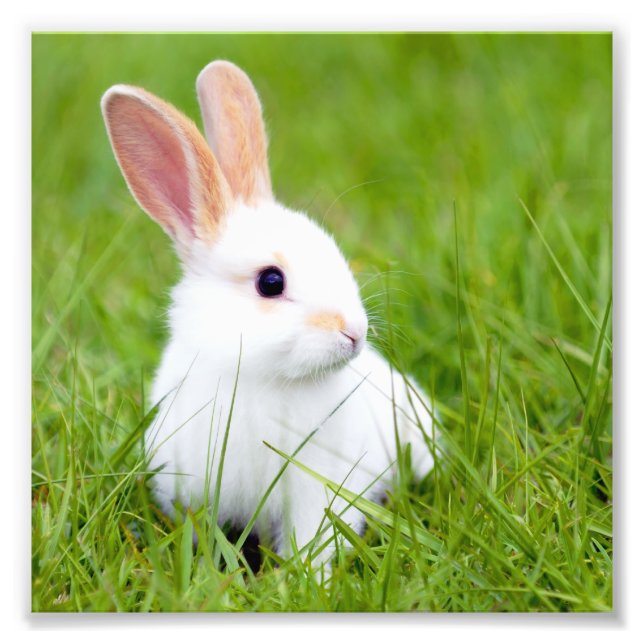 White Rabbit Fototryck (Framsidan)