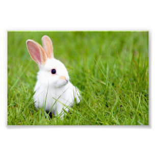 White Rabbit Fototryck