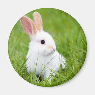 White Rabbit Magnet