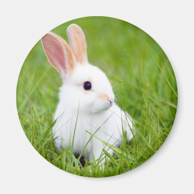 White Rabbit Magnet (Framsidan)