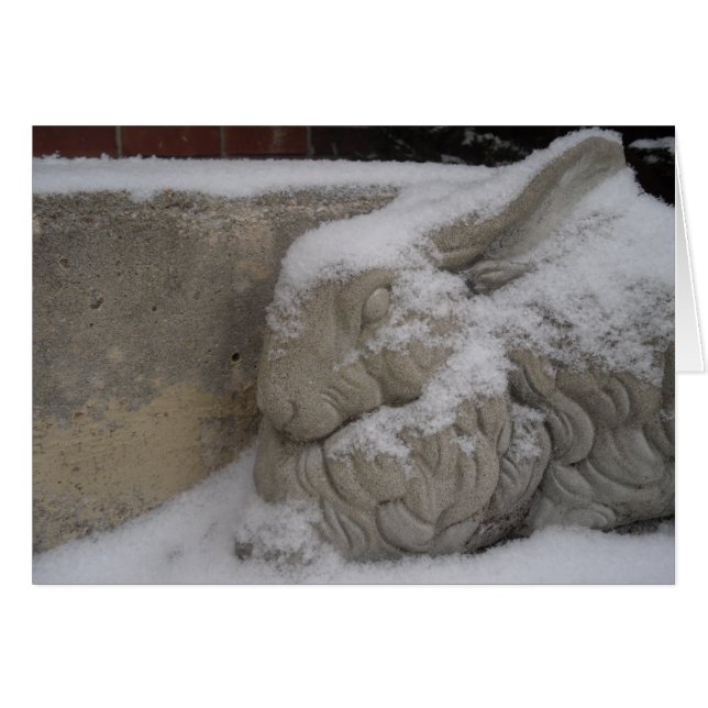 White Rabbit OBS Kort (Framsidan Horizontal)