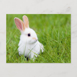White Rabbit Vykort