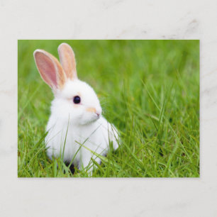 White Rabbit Vykort