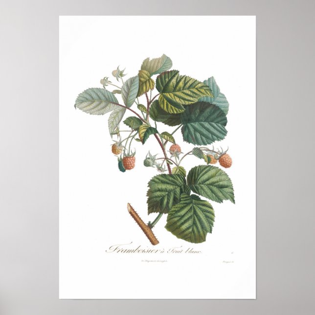 White Raspberry Poster (Framsidan)