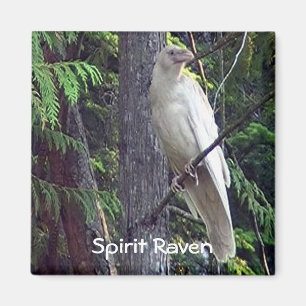 White Raven Magnets Magnet