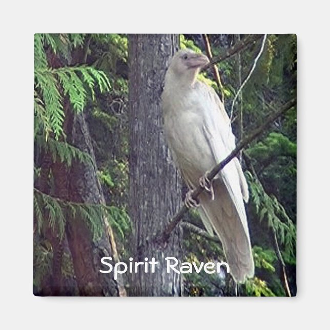 White Raven Magnets Magnet (Framsidan)
