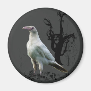 White Raven Magnets Magnet