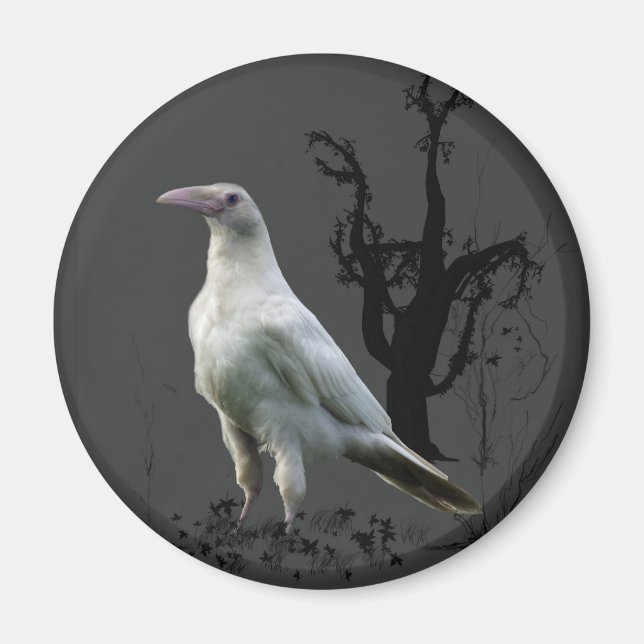 White Raven Magnets Magnet (Framsidan)