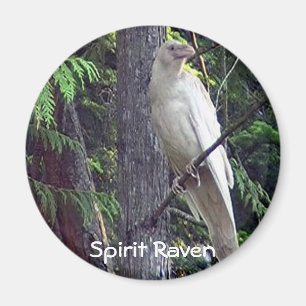 White Raven Magnets Magnet
