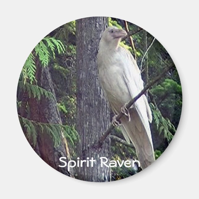 White Raven Magnets Magnet (Framsidan)