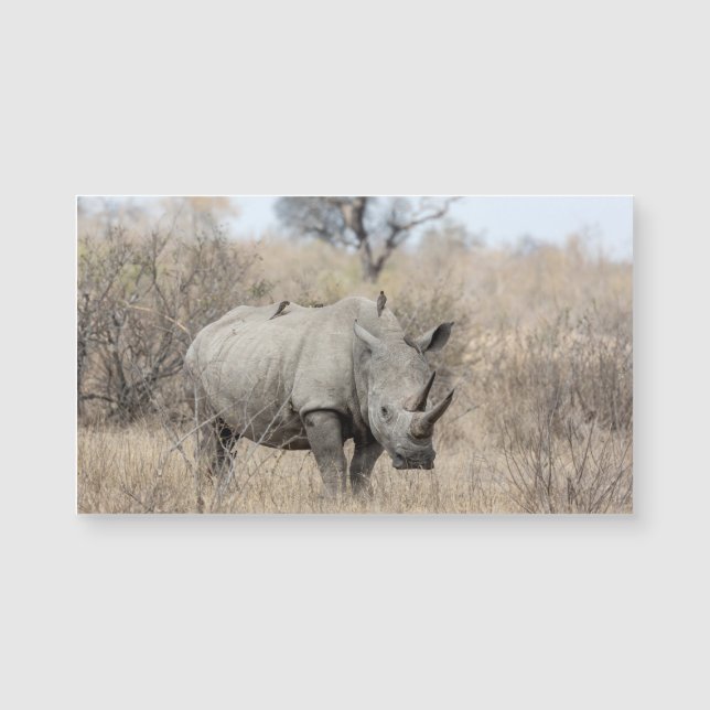White Rhino (Framsida)