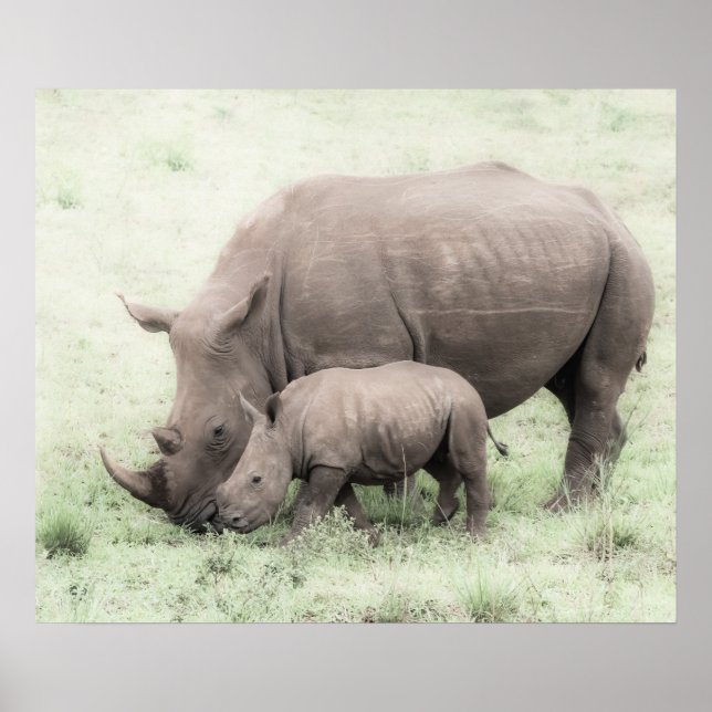 White Rhino & Baby Poster (Framsidan)