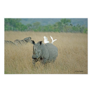 White Rhino Fototryck