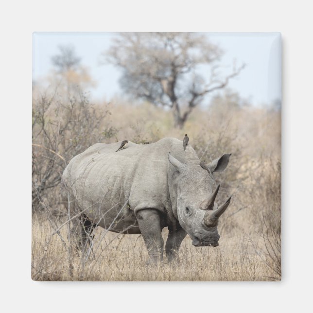 White Rhino Magnet (Framsidan)