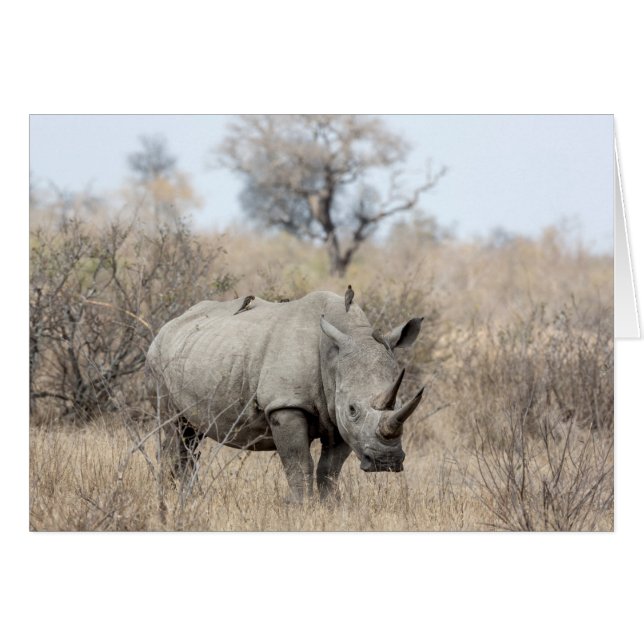White Rhino OBS Kort (Framsidan Horizontal)