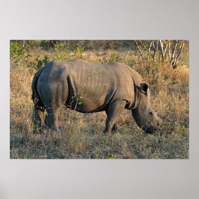 White Rhino Poster (Framsidan)