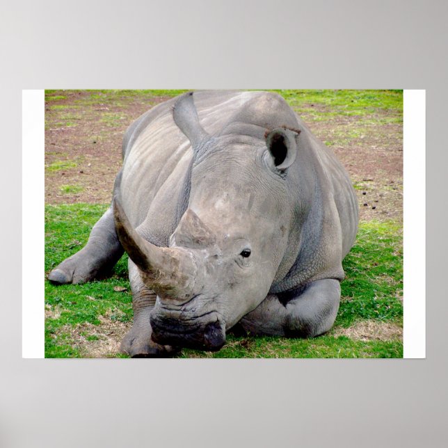 White Rhino Poster (Framsidan)