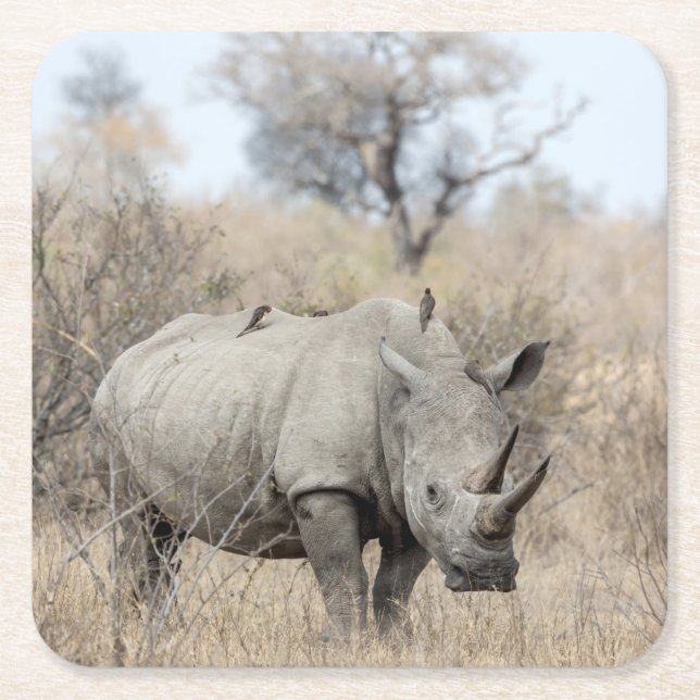 White Rhino Underlägg Papper Kvadrat (Framsidan)