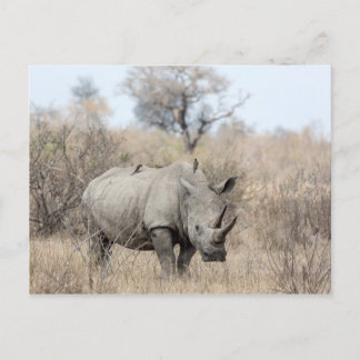 White Rhino Vykort
