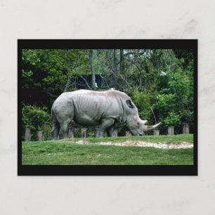 White Rhino Vykort