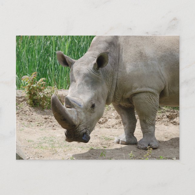 White Rhinoceros Ceratotherium Simum Vykort (Framsida)