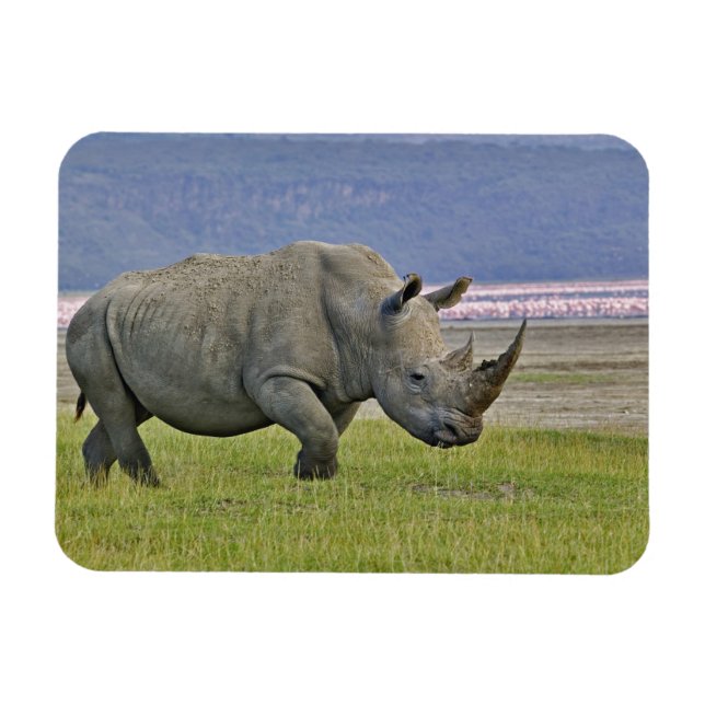 White Rhinoceros och Lesser Flamingos, Magnet (Horisontell)