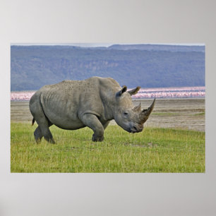 White Rhinoceros och Lesser Flamingos, Poster
